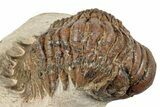 Detailed Crotalocephalina Trilobite - Atchana, Morocco #254513-1